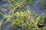 Sphagnum in a pool in Bodmin Moor, Great Britain