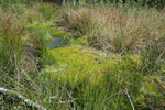 Pool full of Sphagnum, Haaksbergen, The Netherlands
