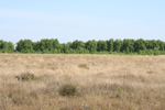 Peat Bog in Germany
