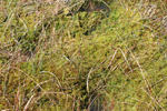 Sphagnum in Peat Bog