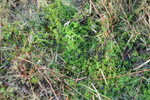 Sphagnum