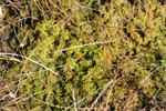 Sphagnum