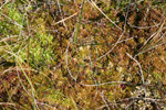 Sphagnum